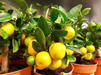Close-up of fresh lemon fruits and potted plant