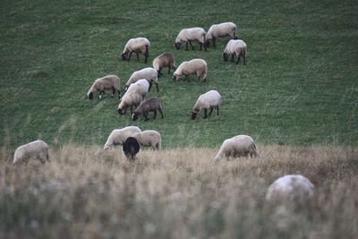 Sheep grazing in a field