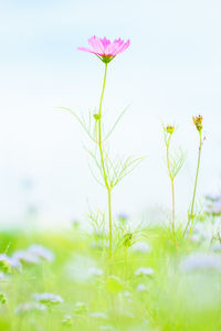 Flowers blooming against sky