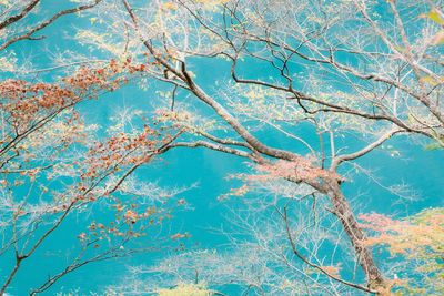 Low angle view of bare trees against sky