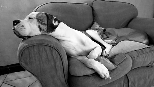 Close-up of dog sleeping on sofa at home