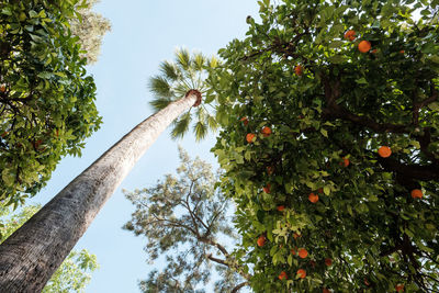 Low angle view of tree against sky