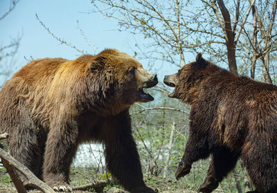 Grizzly bear mother plays with her cub on a sunny day in the wilderness