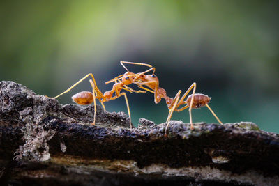 Close-up of ant on plant