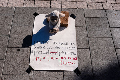 High angle view of dog on street