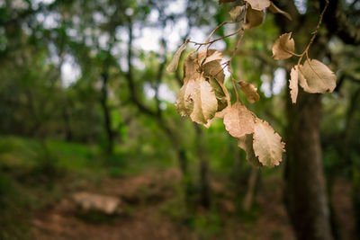 Close-up of dry leaves on tree in forest