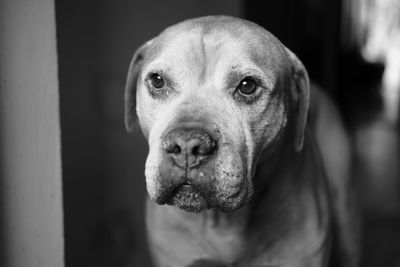 Close-up portrait of dog