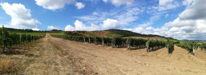 Panoramic view of agricultural field against sky