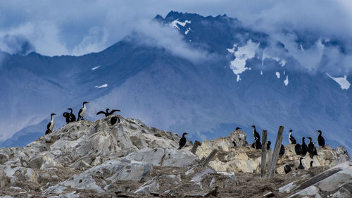 Birds on rocks against mountains during winter