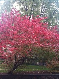 Red flowers growing on tree