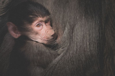 Close-up portrait of a monkey