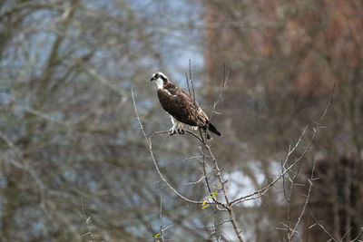 Close-up of eagle perching on branch