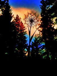 Close-up of silhouette trees against sky during sunset