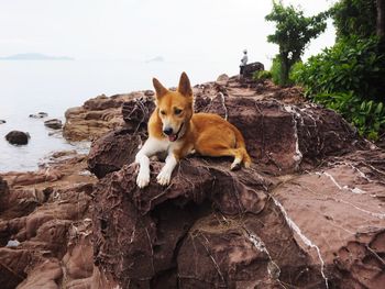 Cat lying on rock