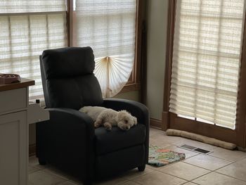 Dog relaxing on a lounge chair.