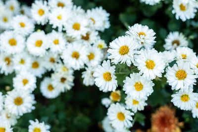 Close-up of white daisy flowers