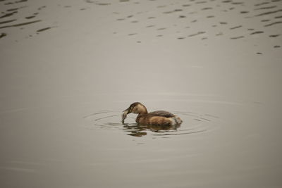 Duck swimming in lake