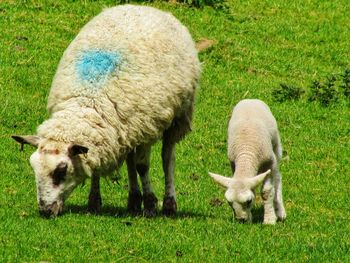 Sheep grazing in a field