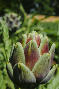 Close-up of fruits growing on plant