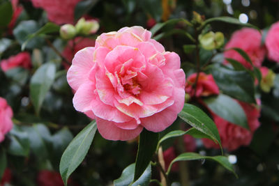 Close-up of pink rose