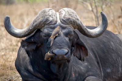 Big cape buffalo with two oxpeckers