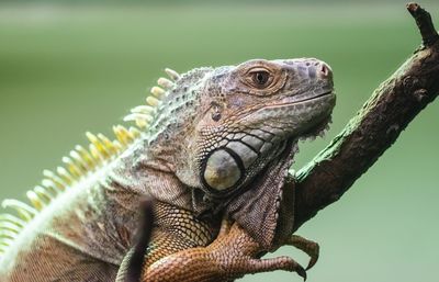 Close-up of iguana sitting on branch