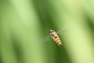 Close-up of insect on plant