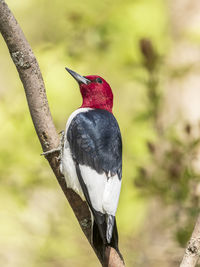 Close-up of bird perching on branch