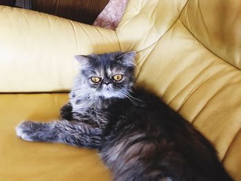 Portrait of cat sitting on bed at home