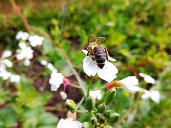 Close-up of bee on white flower