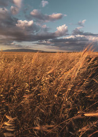 Scenic view of wheat field against sky