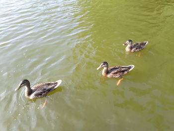 Ducks swimming in lake