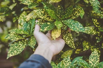 Close-up of hand touching plants