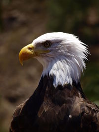 Close-up of eagle