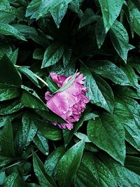 Close-up of raindrops on pink leaves