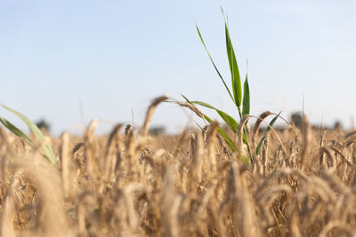 Close-up of stalks in field against clear sky