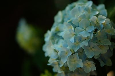 Close-up of white flowers