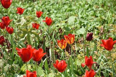 Close-up of red poppies in field