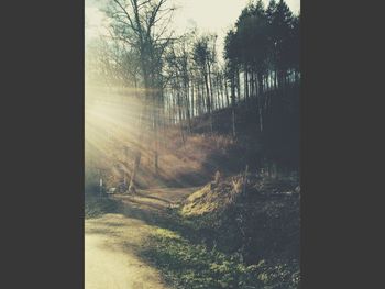 Trees on landscape