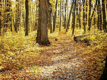 Trees in forest