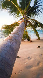 Close-up of palm tree on beach against clear sky