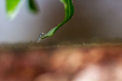 Macro shot of water drop on leaf