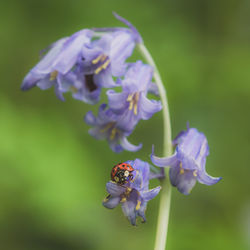 Close-up of bee on purple flower