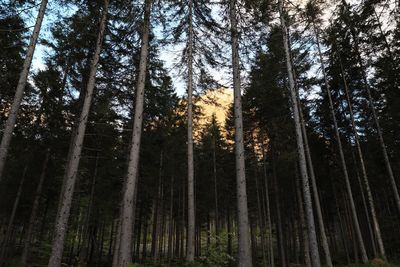 Low angle view of pine trees in forest