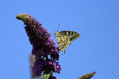 Close-up of butterfly pollinating on flowers against clear blue sky