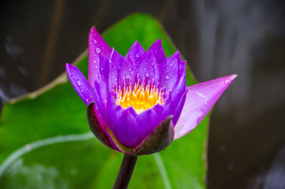 Close-up of pink flower