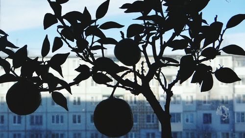 Low angle view of silhouette branches against sky