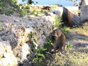 Monkey sitting on rock