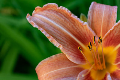 Close-up of orange lily