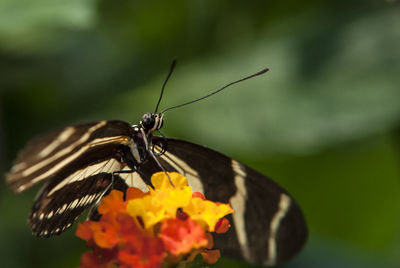 Close-up of butterfly pollinating on flower